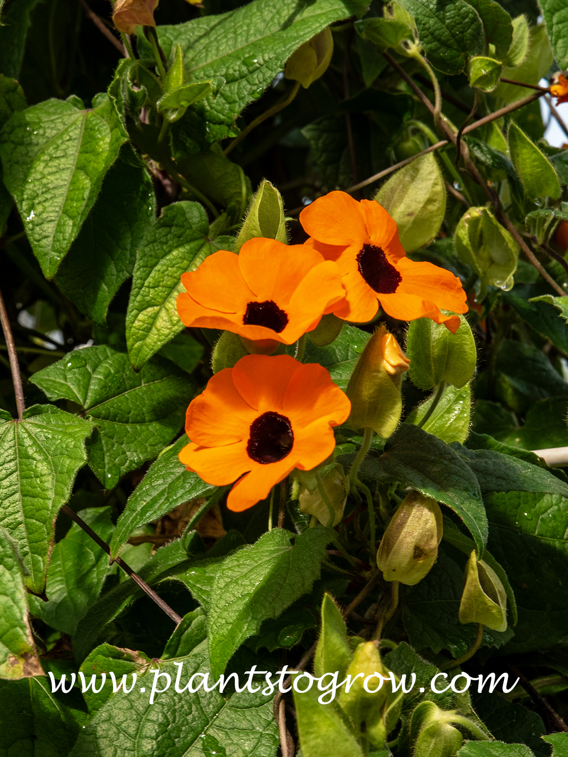 Orange A-Peal Black Eyed Susan (Thunbergia alata)
